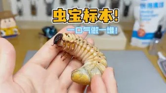 挑战一口气做完四只肉虫子