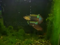 又是一条潜力股