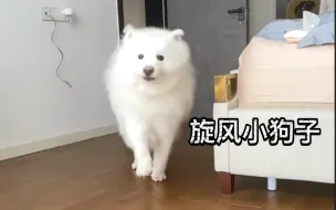 萨摩耶耳朵会飞耶！