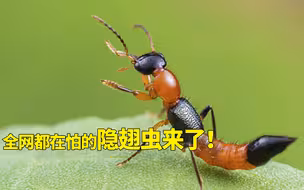 全网都在怕的隐翅虫 遇到了该咋办？