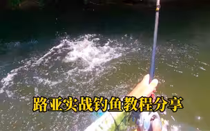 今天用水面系拖拉机教大家钓鲶鱼，路亚实战钓鱼教程分享