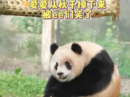 熊好，秋千坏，害小猪摔跤了，还被ee们笑