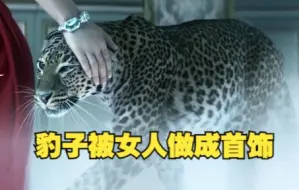 银豹千辛万苦找到女人，却被她做成首饰