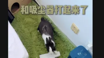 听说你想养兔兔？劝打工人没想好不要轻易养