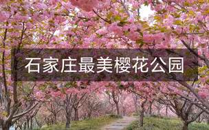 樱花公园花开正好，周末约起来吧