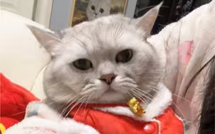 你的支付宝病了…