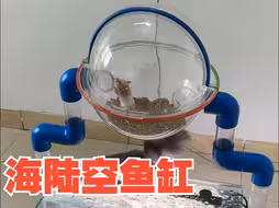 猫鱼鼠组成的海陆空鱼缸，猫不吃鱼，鼠不怕猫，鱼想吃鼠~