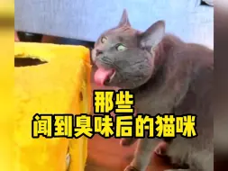那些闻到臭味后的猫咪，来看看谁的反应最夸张
