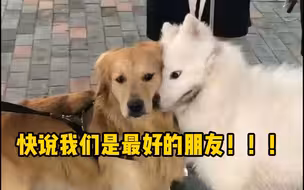 耶耶：我智性恋哦～ 边牧：我厌蠢，谢谢