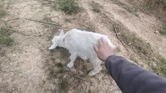 放羊日常：猫猫终于发挥作用了