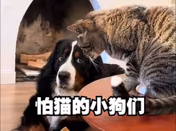 那些十分害怕猫老大的狗狗