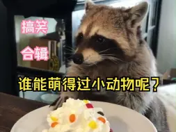 轻松一刻 治愈一整天