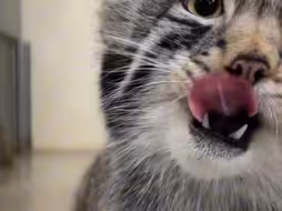 神经质的小猫咪