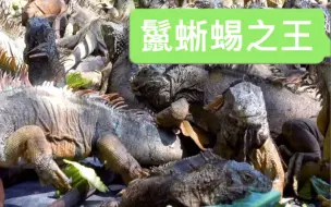 【鬣蜥蜴之王】墨西哥爱心人士培育40年阻止珍稀物种灭绝【翻译 by 複古范兒Alvin】