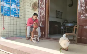 养了一年的白天鹅终于下蛋了，狗子叼菜叶来喂它，好让它多下点蛋来加餐
