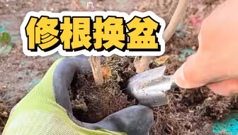 三角梅定期修剪更利于生长