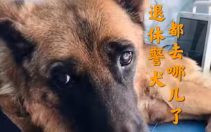 退休的警犬都去哪儿了？