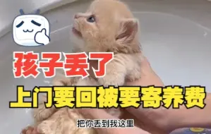 孩子丢了，猫妈妈吃饭把孩子丢在店门口，小姐姐：你把寄养费结一下啊