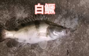 鳜鱼品种，翘嘴鳜，斑鳜，大眼鳜，波纹鳜，木叶鳜，长体鳜