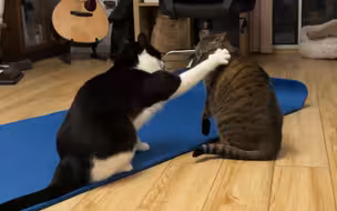 奶牛猫vs狸花猫打架，狸花果真是猫届战力No.1？