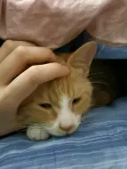 拿捏猫猫头