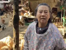 过冬了，又到了小院最缺食物的时候，奶奶着急的不知道如何是好#救助流浪狗