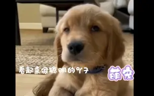 萌宠动心瞬间    能治愈铲屎官的   永远都是毛孩子们