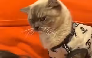 家里有小孩别养猫了对猫不好！
