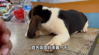 比格和巴吉度区别在哪
