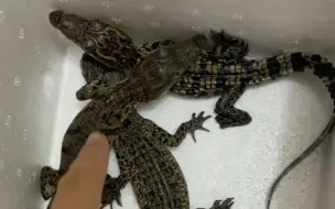 尼罗，暹罗，湾鳄