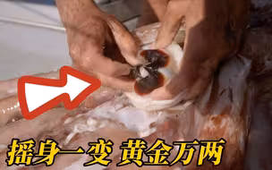 巨型大王乌贼的牙齿，摇身一变成了贵比黄金的龙涎香，动物纪录片