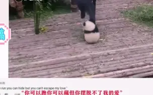 大熊猫求抱抱的视频在国外火了！外国网友：感觉心都融化了！