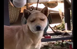 “猫狗界的追蜂少年，这猫狗不是手欠，就是嘴欠 ”