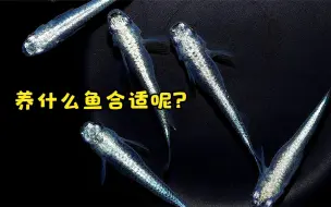 鱼缸怎么搭配观赏鱼？我给你推荐三种，各类鱼缸都适用