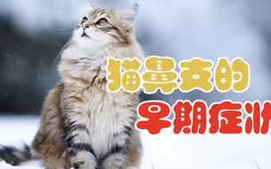 猫鼻支的早期症状