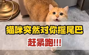 猫突然对你摇尾巴，你要赶紧跑