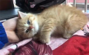 这才是猛男该养的宠物，阿伟又死了