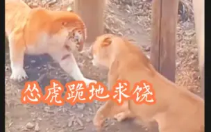 雄性金虎被母狮打怕了见到母狮只能跪地求饶