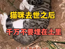 猫咪去世之后千万不要埋土里