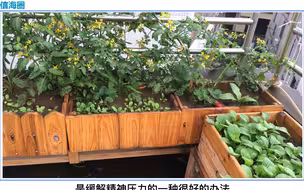 阳台经济，终于理解我妈疯狂在阳台上种菜的行为了