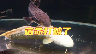 二代VS三幻神，这一场将会打破鳢鲶宿命！不再会有鲶鱼赴死了！