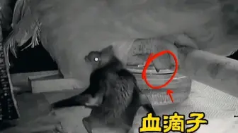肉鸡被吸血蝙蝠抽干现场！