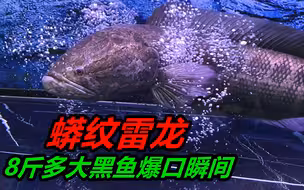 带你们看看，一条8斤多的野生黑鱼，它的爆发力有多大