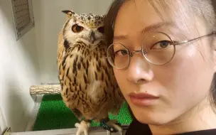聊聊关于猫头鹰咖啡厅的问题