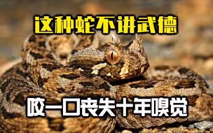 这种蛇不讲武德！咬一口让人丧失10年嗅觉？专搞后遗症！