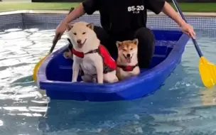 别管我！先救狗！