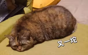 猫坨坨四肢再生术