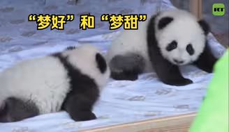 柏林动物园公布旅德大熊猫双胞胎幼崽名字