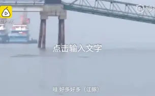江豚成群在水中觅食 罕见画面让巡护员兴奋大喊(现场)