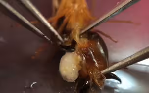 白蚁脑袋里的寄生虫